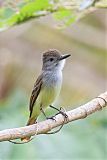 Lesser Antillean Flycatcher